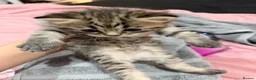 Mixed Breed cats for sale: Beautiful BSH × Siberian Kittens🤍 in Oldham - Advert 15