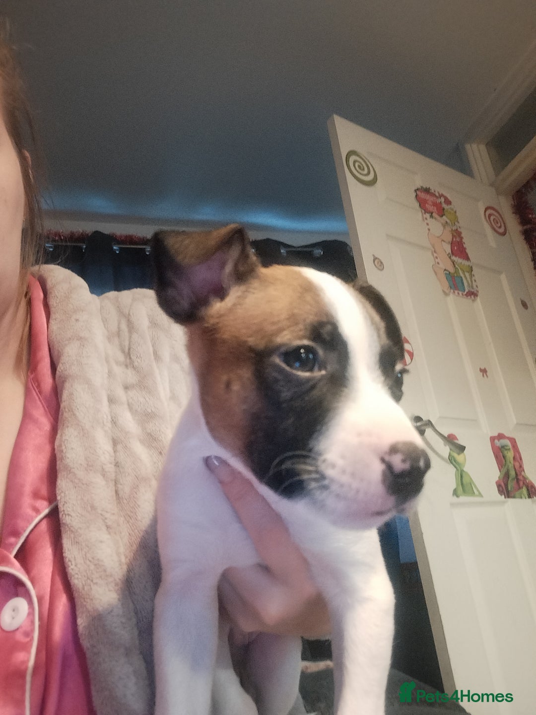 Mixed Breed dogs for sale: Cute litter of puppies  - Advert 16