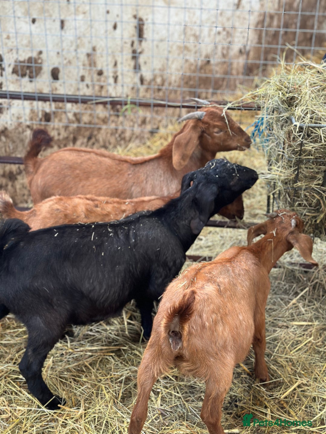 Goats livestock for sale: Boer cross Anglo Nubian  - Image 3