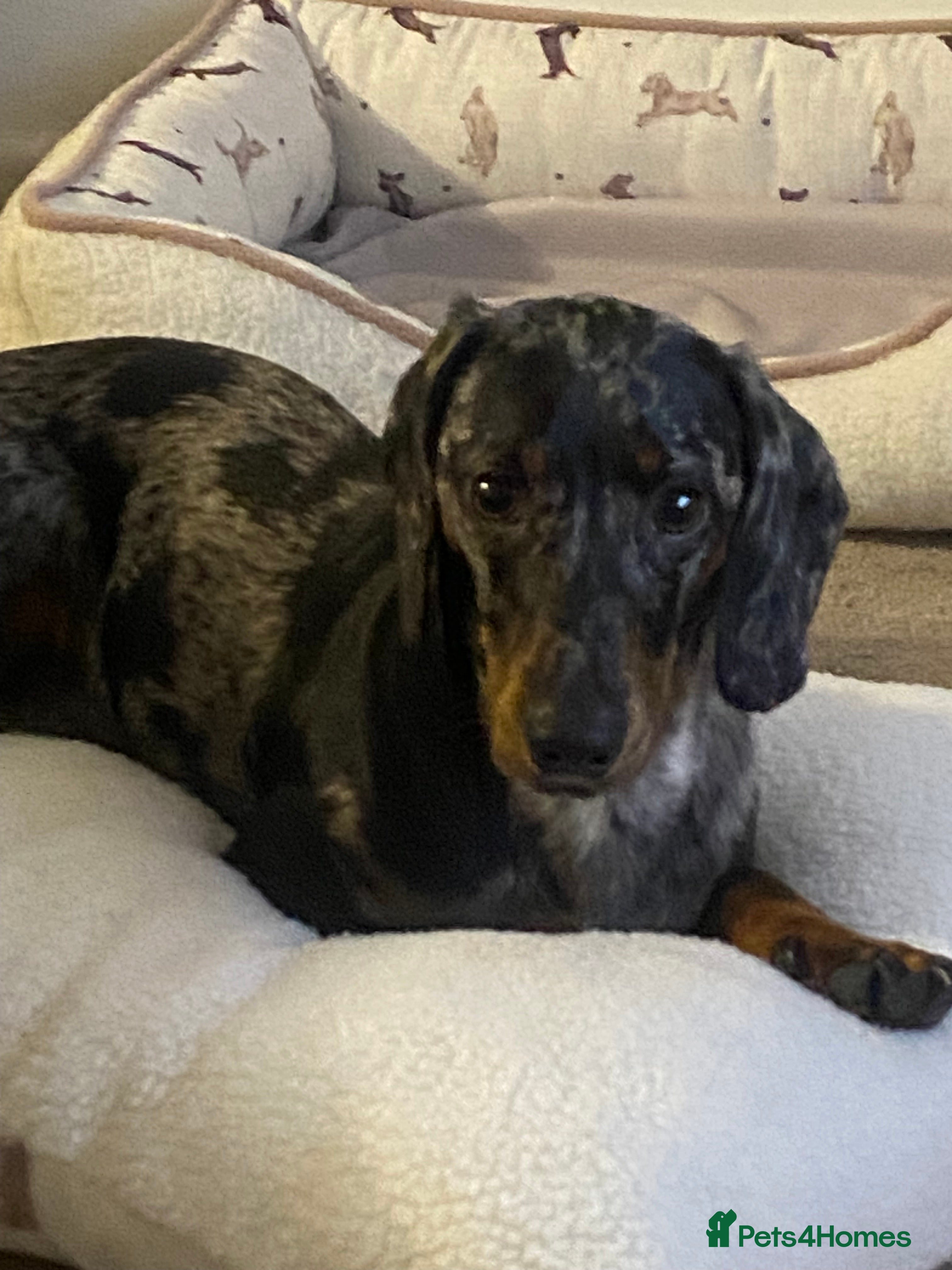 Dachshund dogs Standard dachshund  - Advert 5