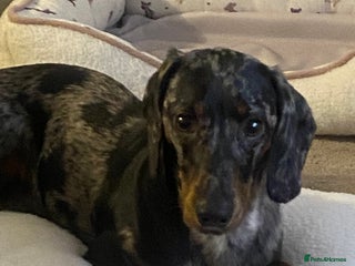 Dachshund dogs Standard dachshund - Advert 1