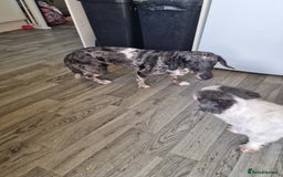 Doxiepoo dogs for sale: Doxiepoo - Advert 3