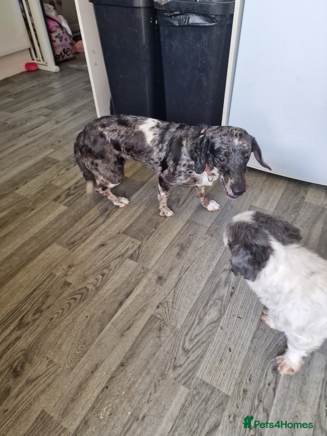 Doxiepoo dogs for sale: Doxiepoo - Advert 3