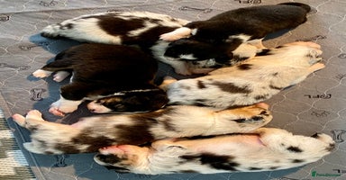 Australian Shepherd dogs - Advert 1
