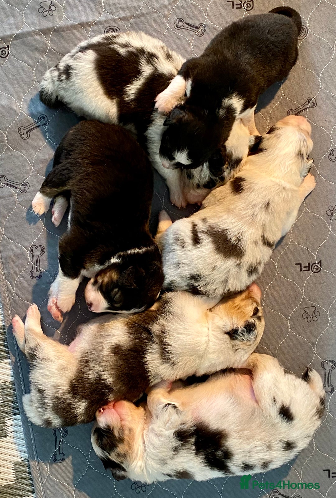 Australian Shepherd dogs for sale: Miss Julie Duckworth - Image 2