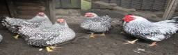 Hens poultry for sale: Hatching eggs  Silver Laced Wyandotte Bantams - Advert 1