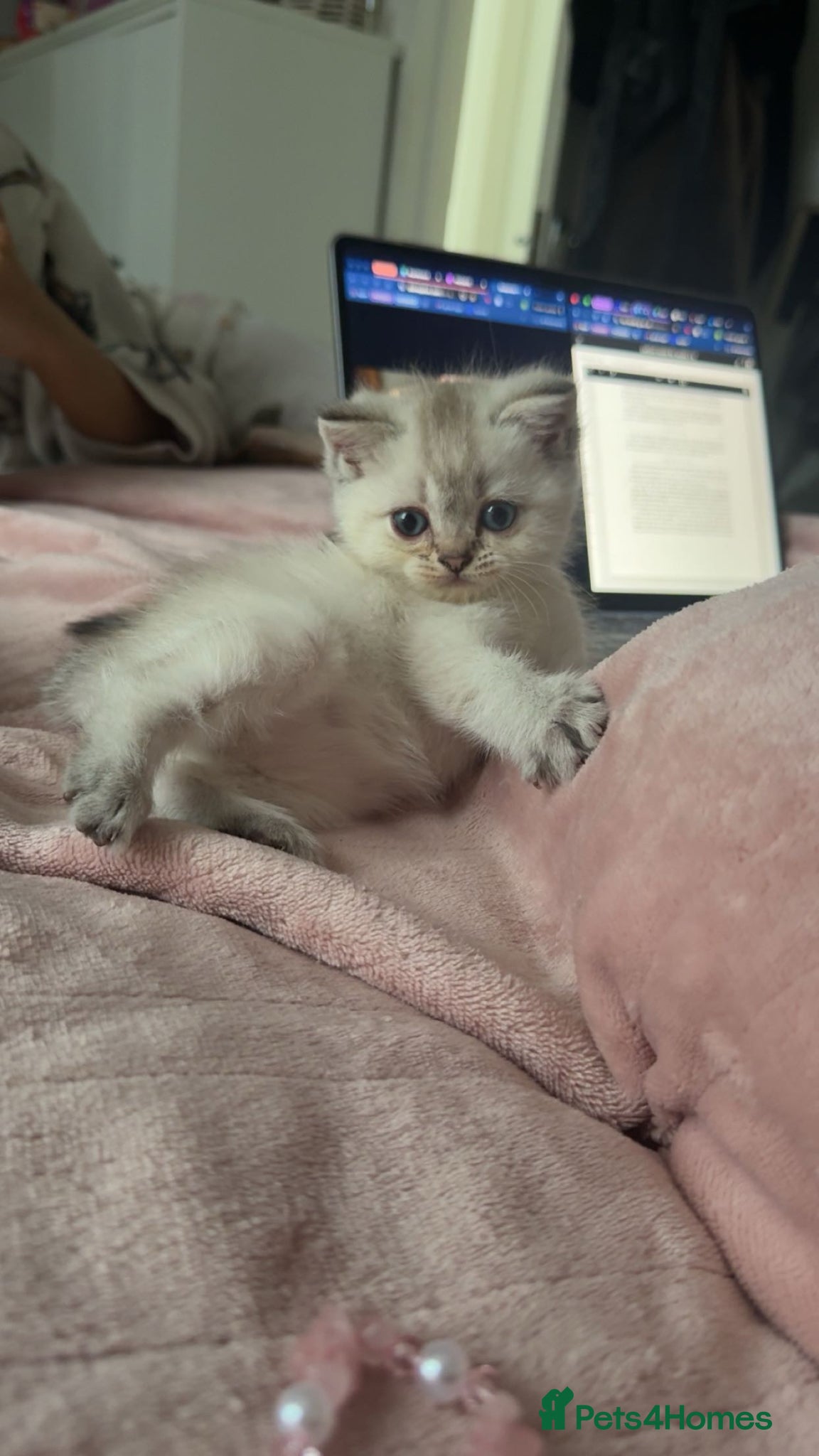 British Shorthair cats Full pedigree British shorthair females 🐾 - Advert 4