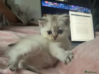 British Shorthair cats Full pedigree British shorthair females 🐾 - Advert 4