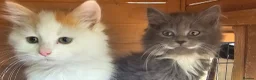 Persian cats for sale: Half perian lovley kittens  - Advert 8