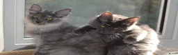 Maine Coon cats for sale: Tica Maine Coon Girls looking for forever homes - Advert 9