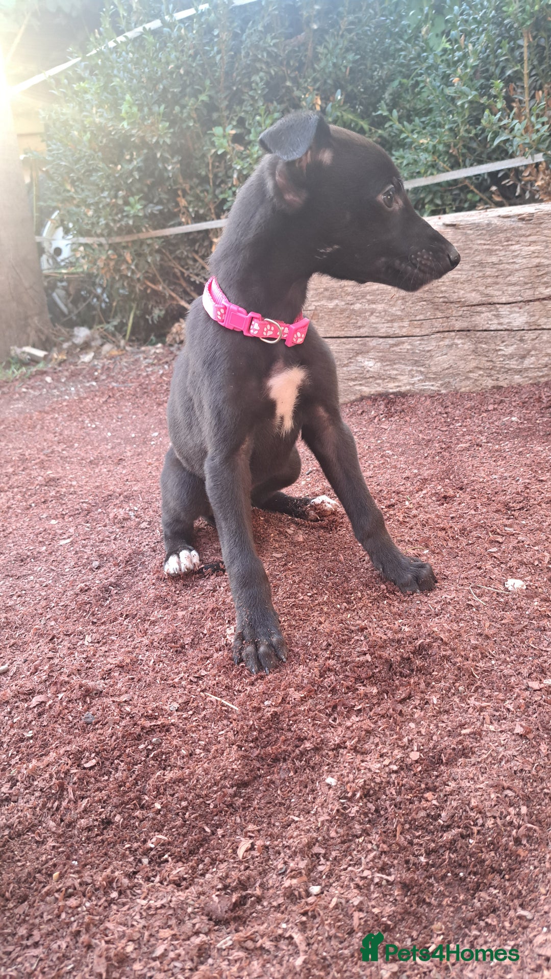 Greyhound dogs for sale: 💙READY TO GO💙 1 pup left - Irish Greyhound  - Image 27