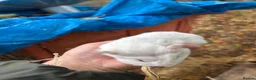 Guinea Pig rodents for sale: Baby Peruvian Silkie guineapigs very fluffy  - Advert 5