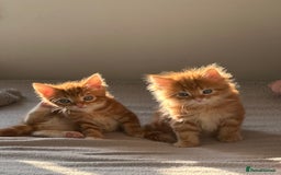 Mixed Breed cats for sale: Beautiful ginger kittens  - Image 6