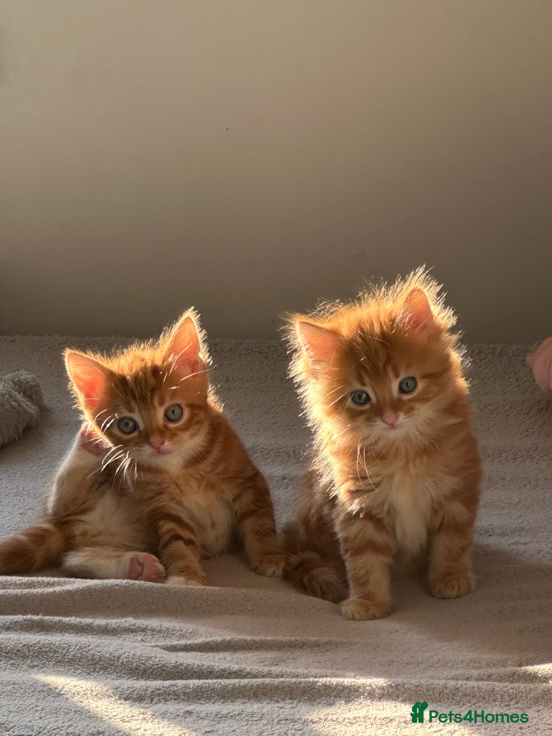Mixed Breed cats for sale: Beautiful ginger kittens  - Image 6