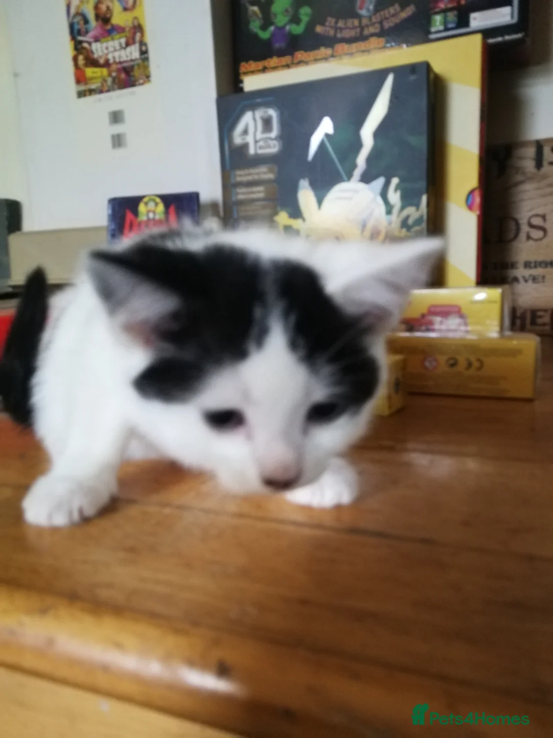 British Longhair cats for sale: Kittens  in Farnham - Advert 2