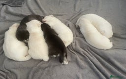 Siberian Husky dogs for sale: Gorgeous Husky puppies - Image 10
