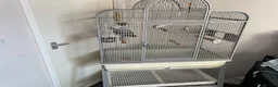 Parrots birds for sale: African grey parrot  - Advert 2