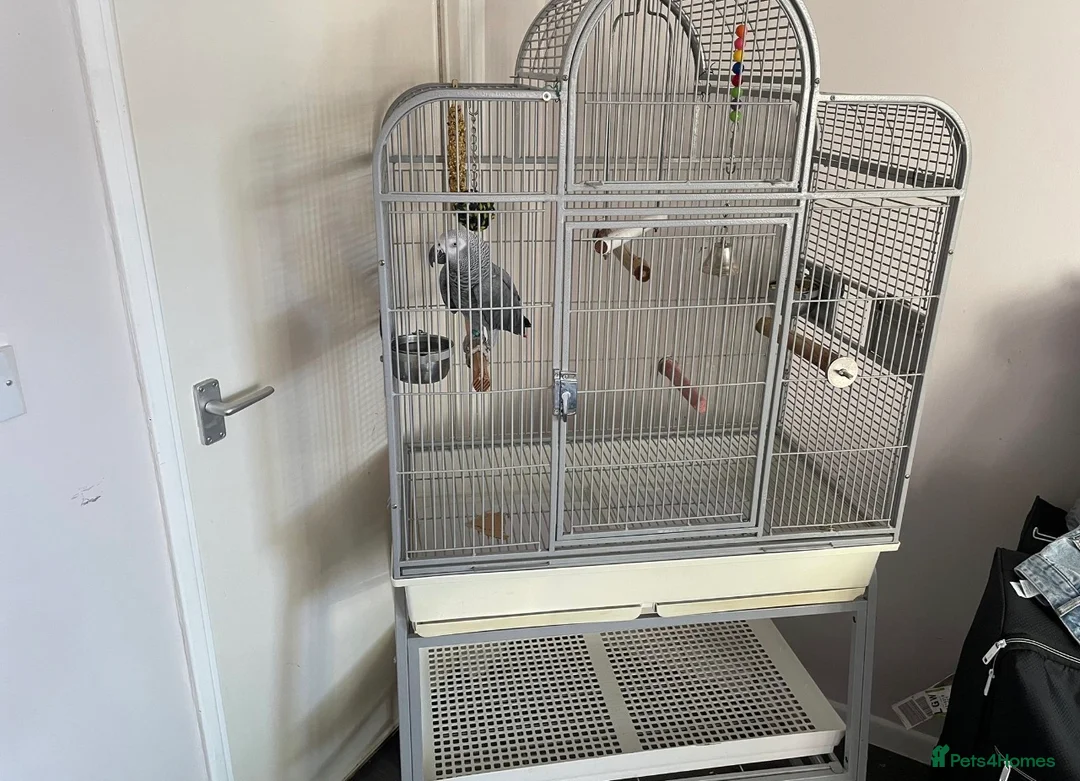Parrots birds for sale: African grey parrot  - Advert 2