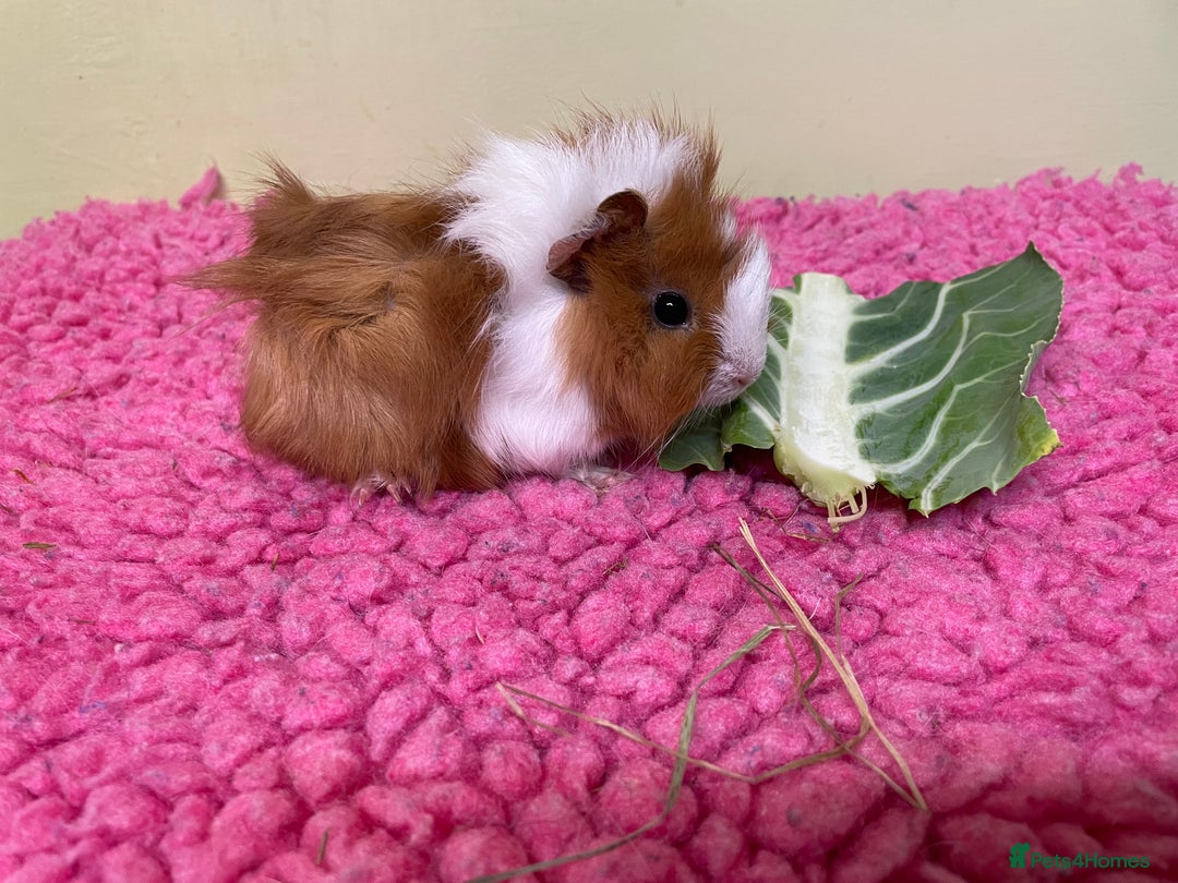 Guinea Pig rodents for sale: Baby piggies and a 9month old - Advert 6