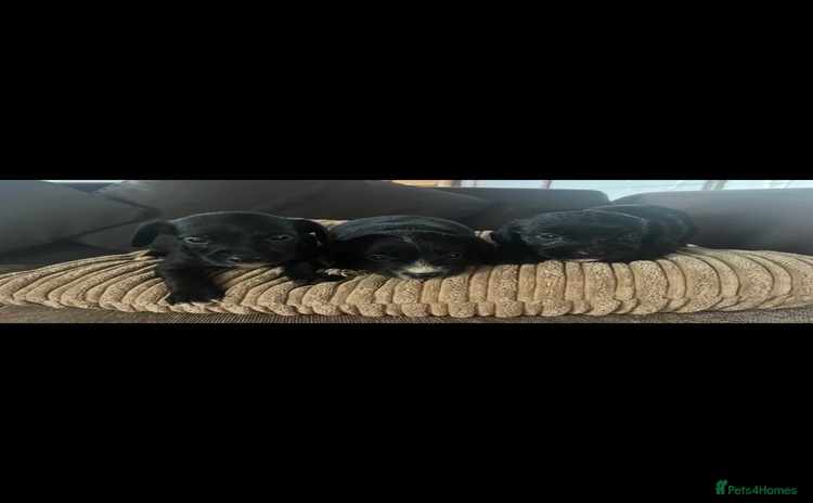 Mixed Breed dogs - Advert 30