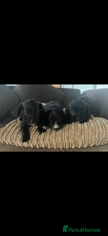 Mixed Breed dogs - Advert 30