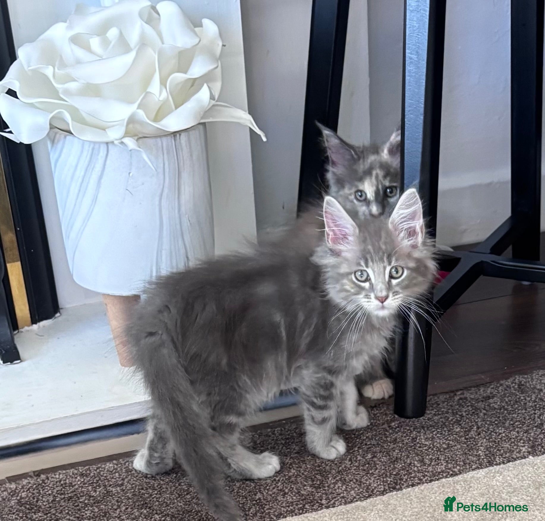 Maine Coon cats Beautiful Blue Silver Tabby Maine Coon Male - Advert 16