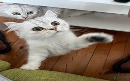 Persian cats for sale: PERSIAN CHINCHILLA - Image 8