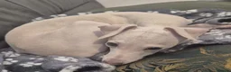 Italian Greyhound dogs for sale: Show standard KC reg Italian Greyhounds - Advert 19