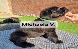 Cane Corso dogs for sale: Champion-Bloodline Cane Corso Puppies  - Image 16