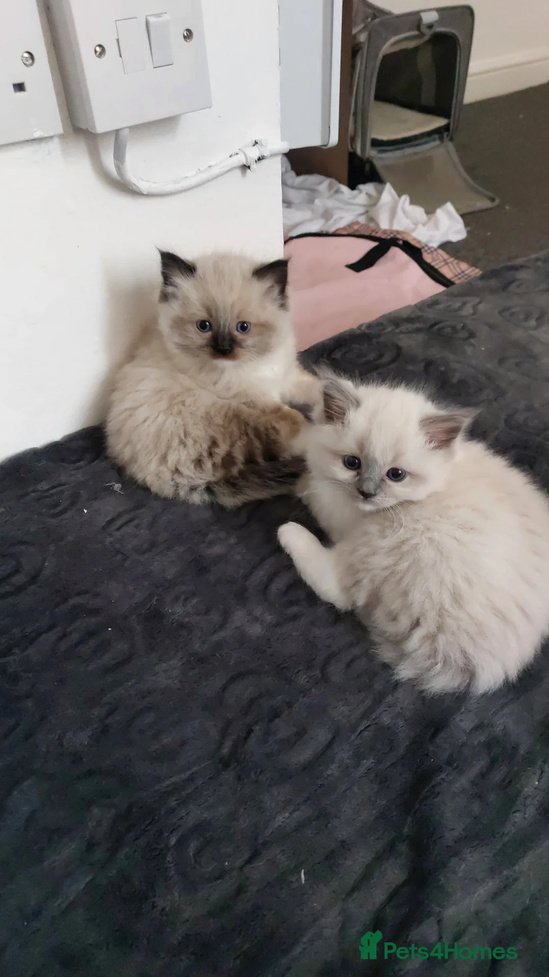 Ragdoll cats for sale: Two gorgeous rag dolls Girl and boy 😺😸 in Leicester - Advert 17