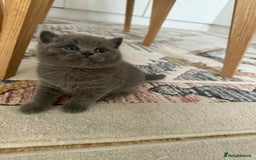 British Shorthair cats for sale: British shorthair - Image 3