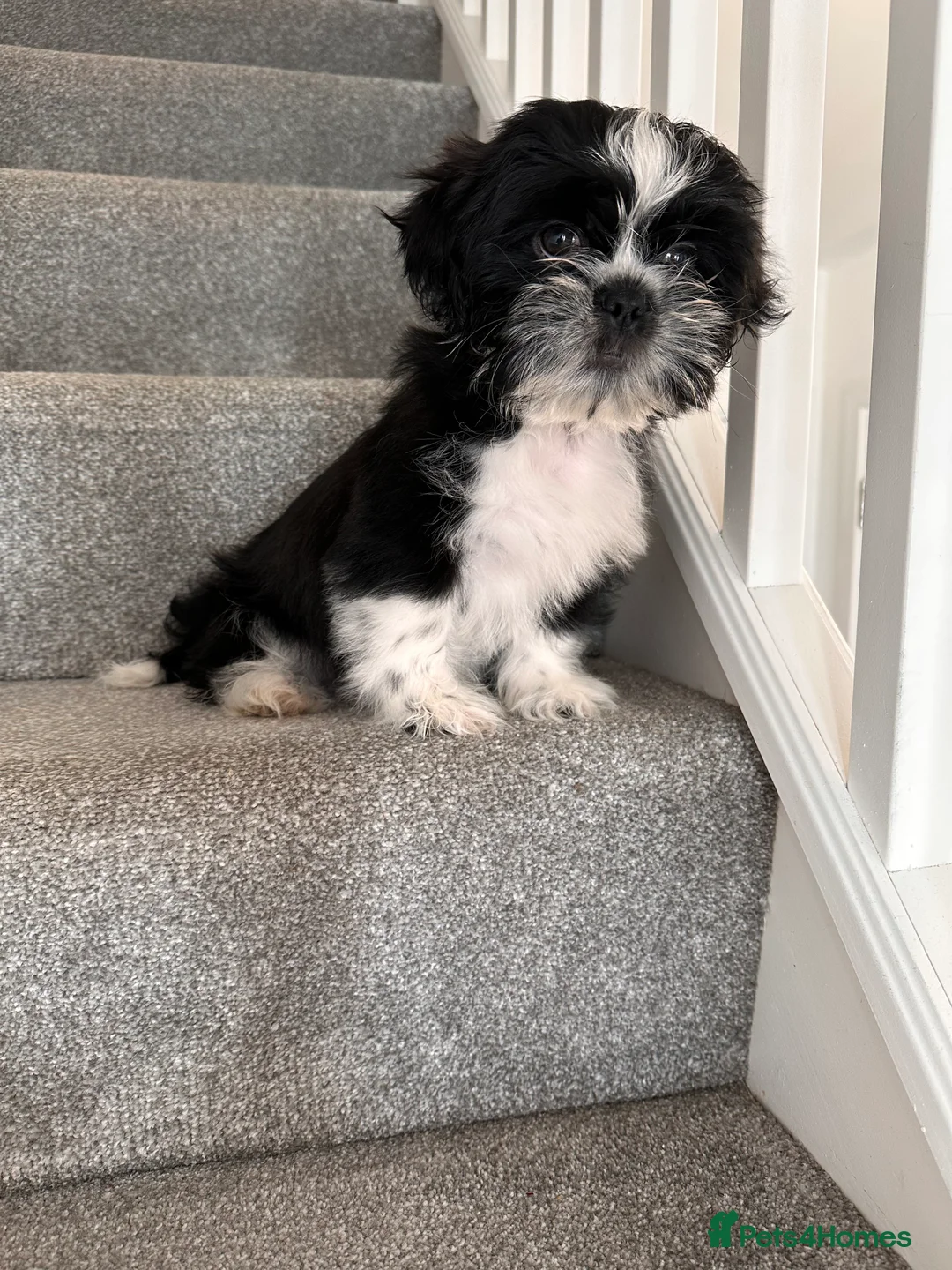 Shih Tzu dogs for sale:  Shih Tzu puppy  - Advert 20