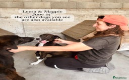 Mixed Breed dogs for adoption: Magpie- beautiful 1 year old- Reserved stc. in Brixham - Image 9