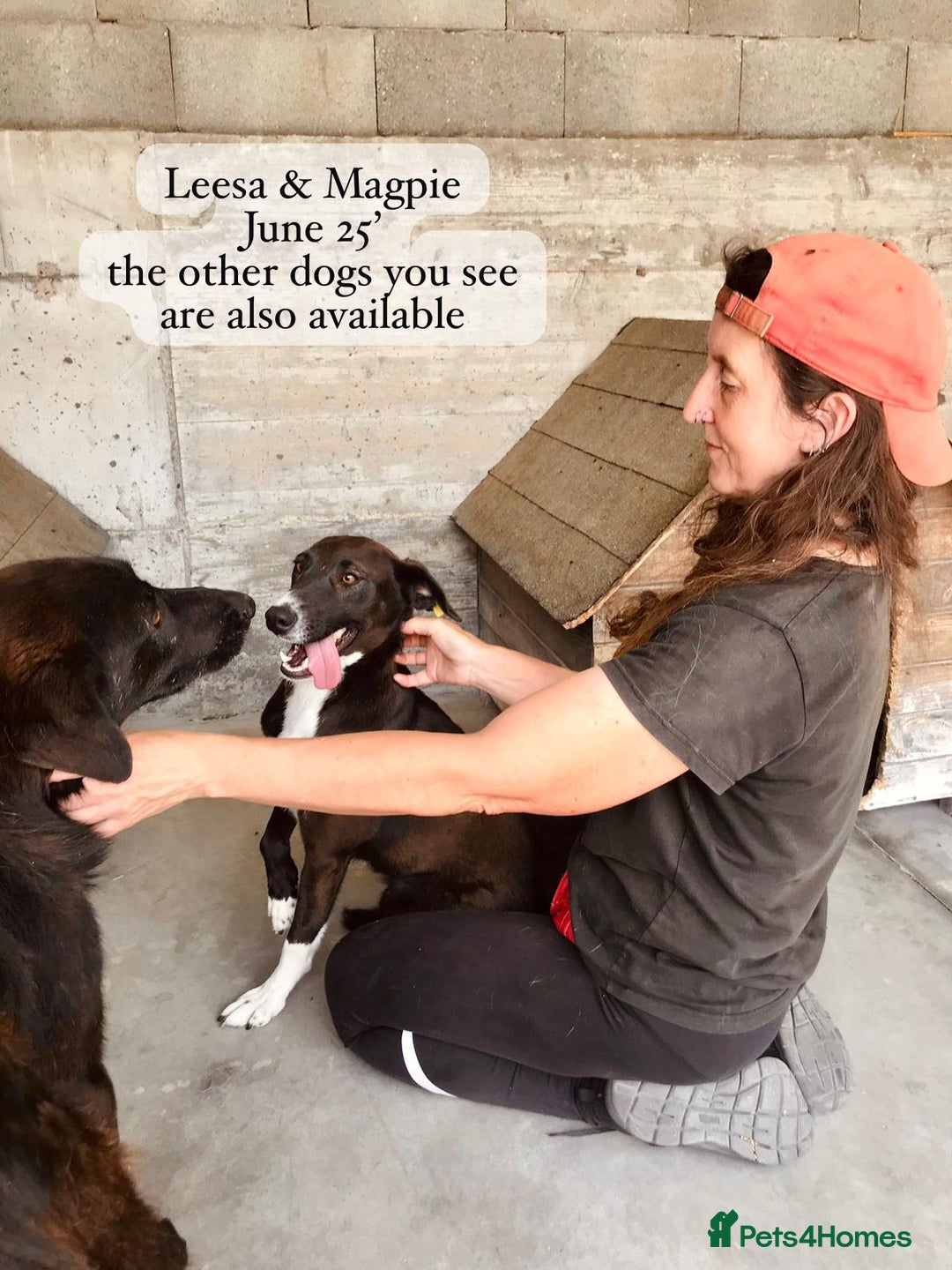 Mixed Breed dogs for adoption: Magpie- beautiful 1 year old- Reserved stc. in Brixham - Image 9