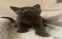 British Shorthair cats for sale: Three TICA British shorthair kittens - Image 3