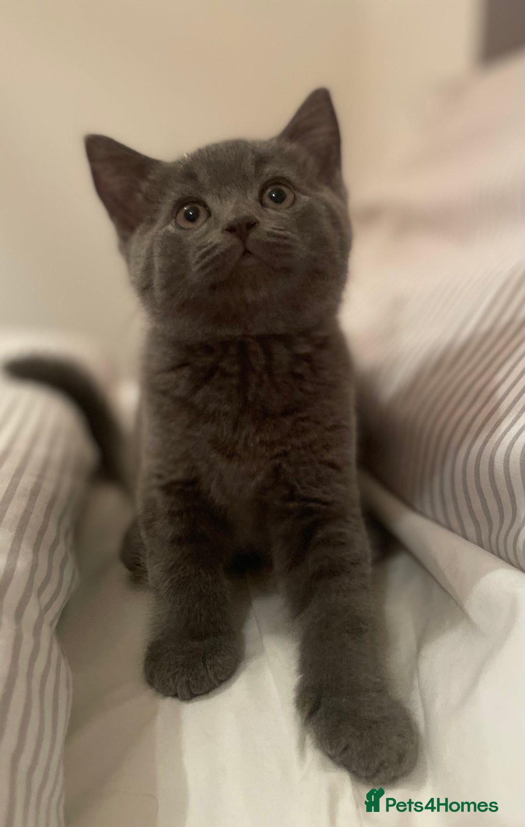 British Shorthair cats for sale: Three TICA British shorthair kittens - Image 3
