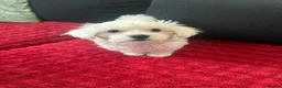 Bichon Frise dogs for sale: Beautiful Maltese Puppy – Female – Ready Now 🐾 in Wolverhampton - Advert 1