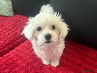 Bichon Frise dogs Beautiful Maltese Puppy – Female – Ready Now 🐾 - Advert 2