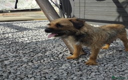 Border Terrier dogs for sale: 5 border terrier puppys  - Image 3