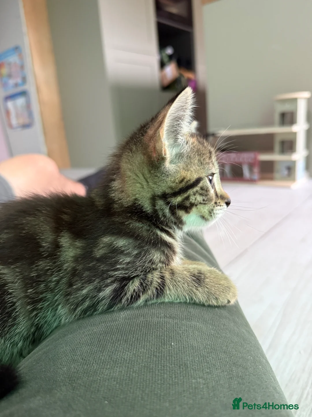 Mixed Breed cats for sale: Tabby kitten for sale  - Advert 6