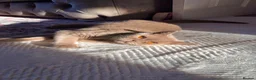 Mixed Breed cats for sale: Kittens for sale  - Advert 2