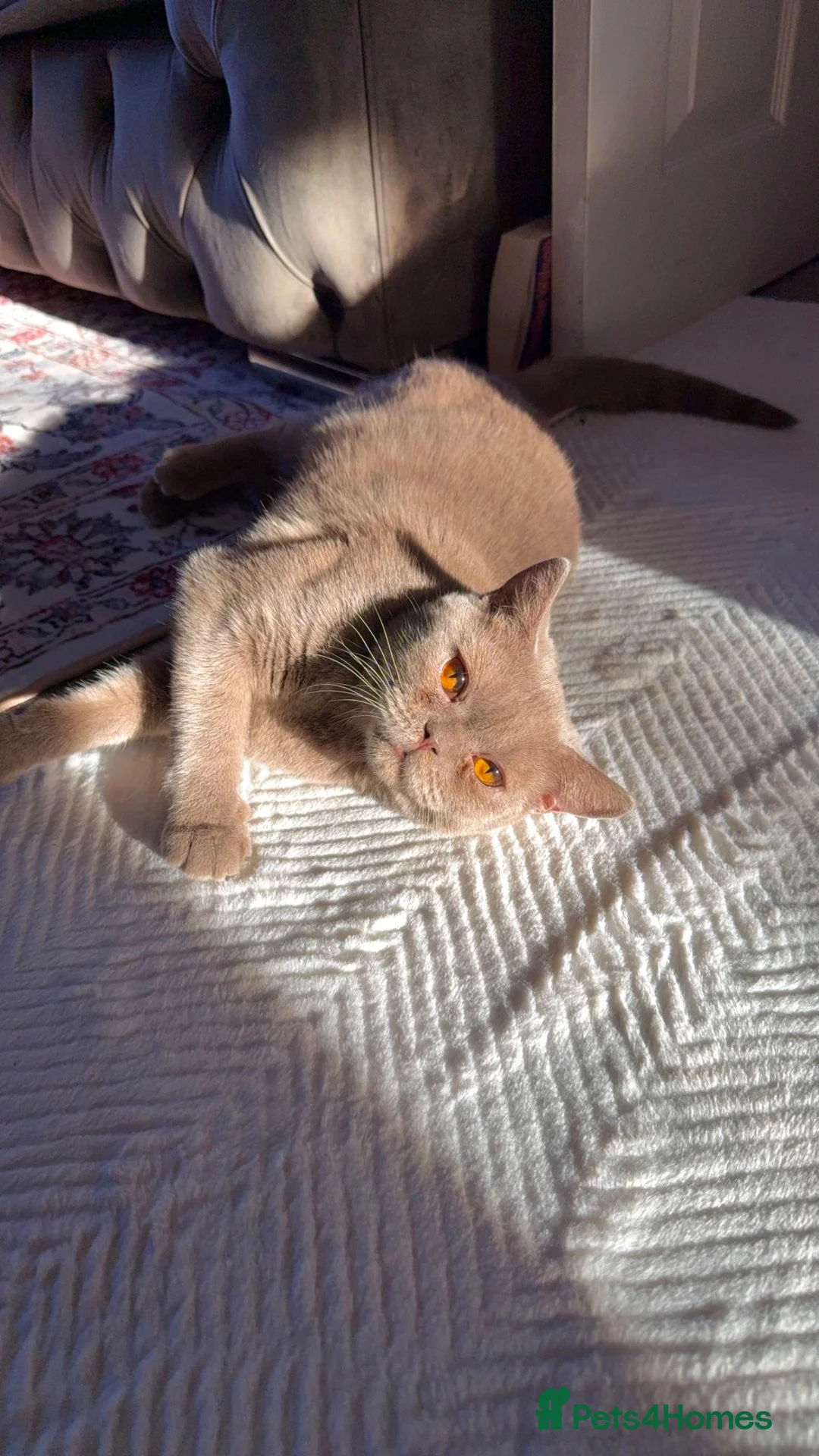 Mixed Breed cats for sale: Kittens for sale  - Advert 2