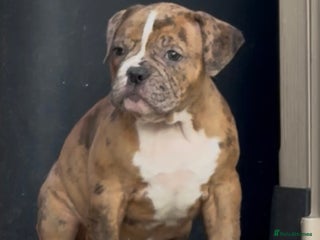 Olde English Bulldogge dogs (Reduced) Olde English Bulldogges puppies - Advert 2