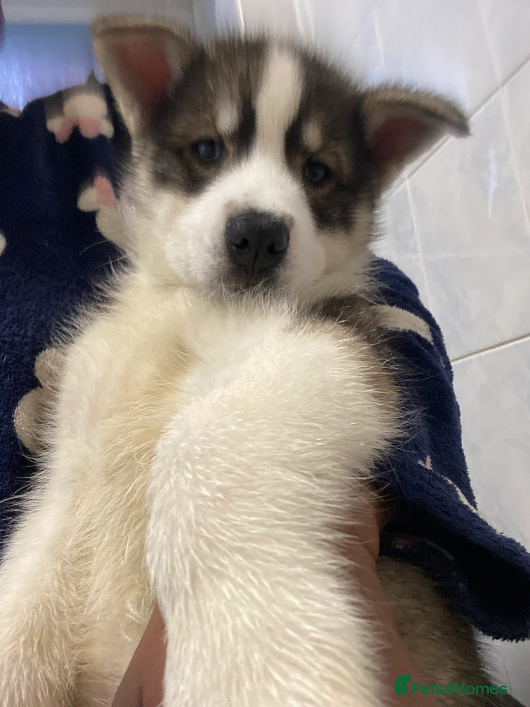 Siberian Husky dogs for sale: Magnificent Siberian Husky Puppies  - Advert 7