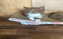 British Shorthair cats for sale: BSH kittens parents gccf - Image 20