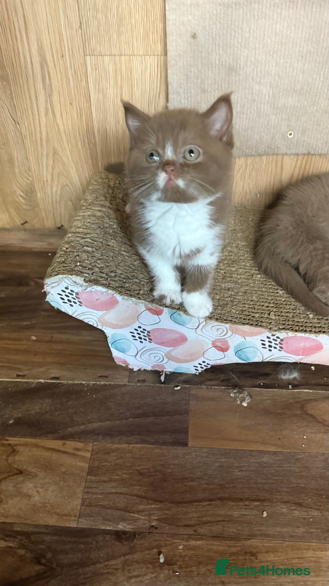 British Shorthair cats for sale: BSH kittens parents gccf - Image 20