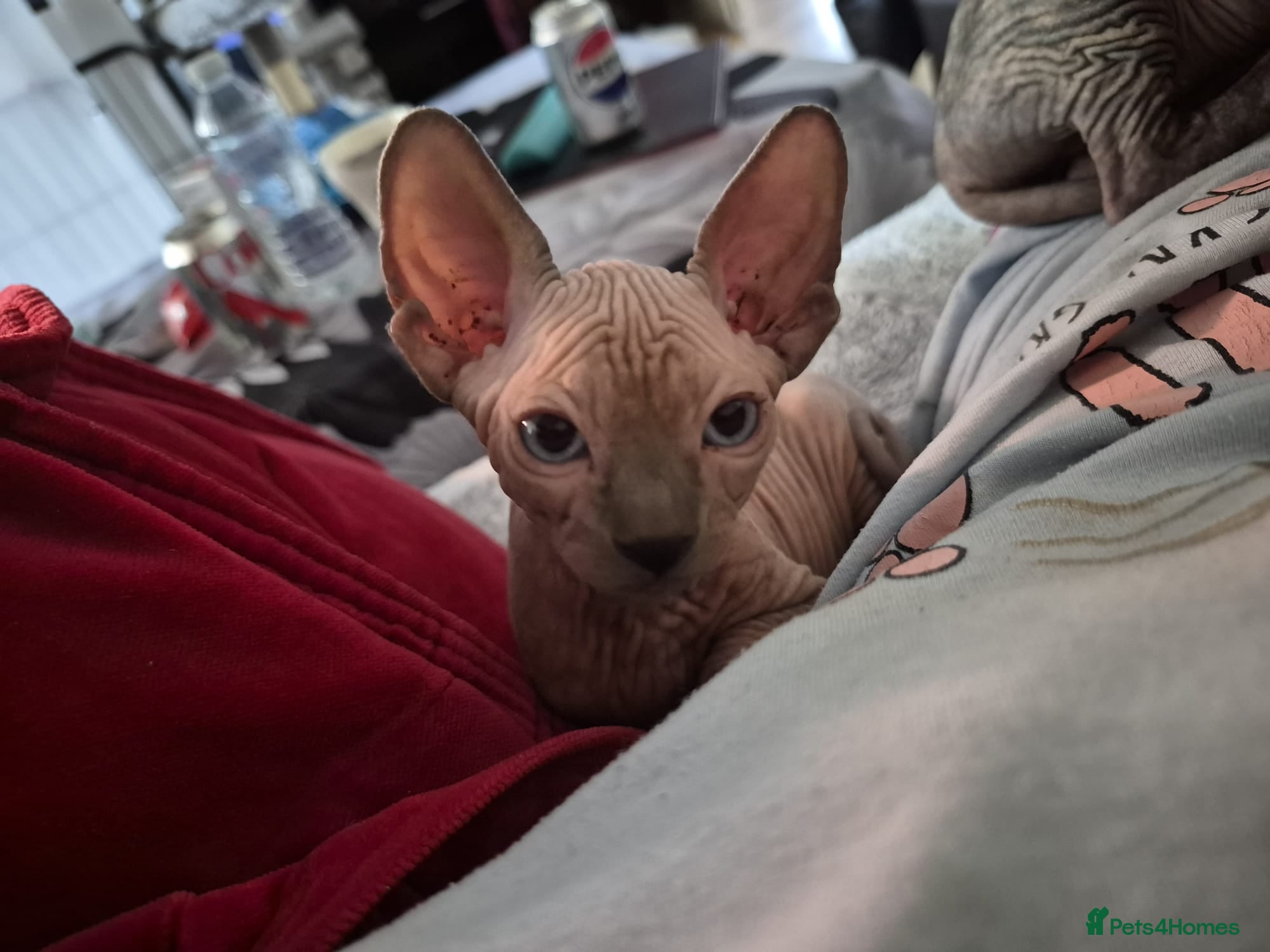 Sphynx cats Canadian sphynx kitten looking for home - Advert 16