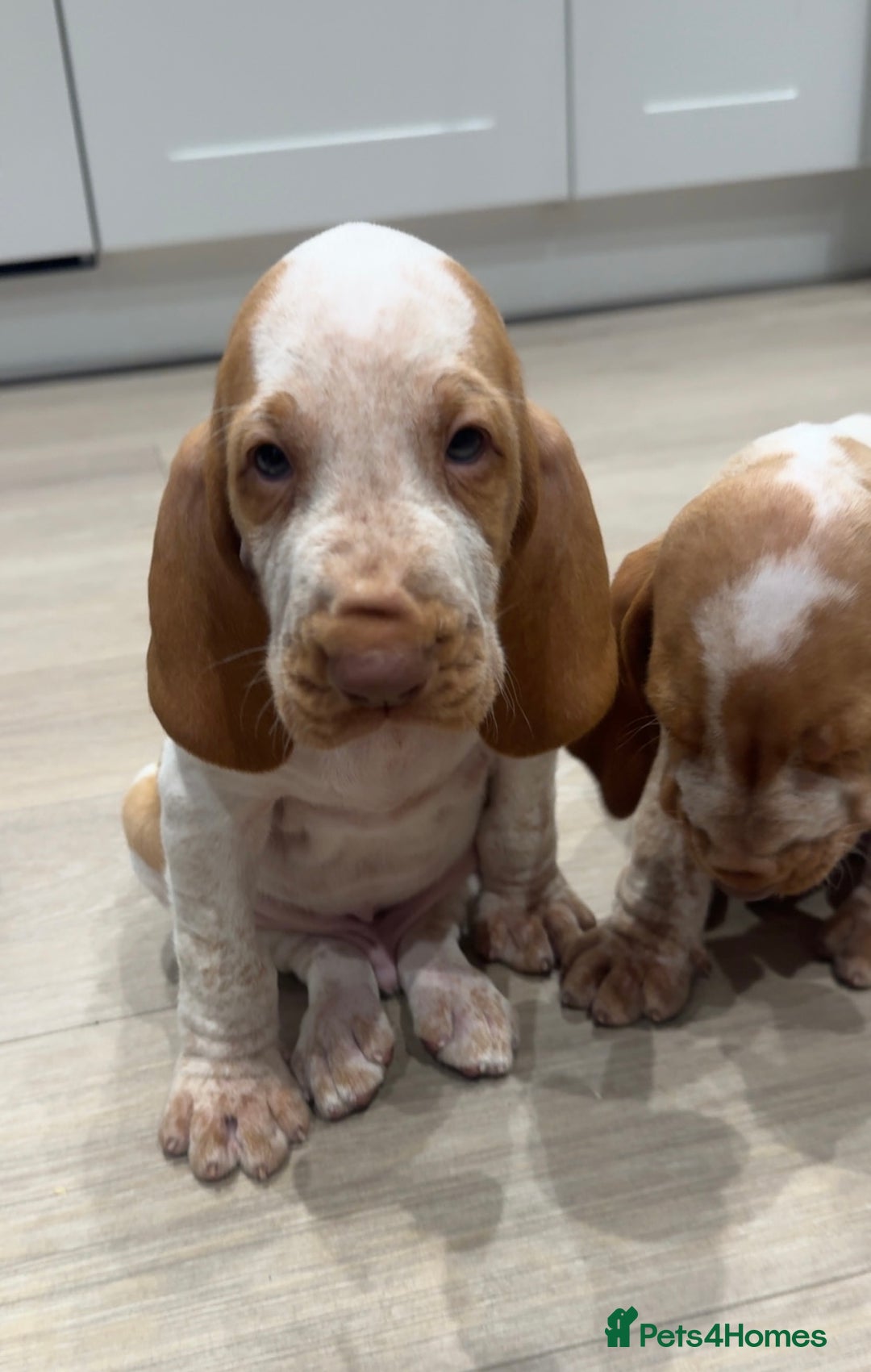 Bracco Italiano dogs for sale: KC TOP QUALITY BRACCO PUP AVAILABLE  - Advert 31
