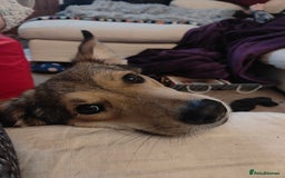 Mixed Breed dogs for sale: Medium sized spayed female 5 years old - Image 1