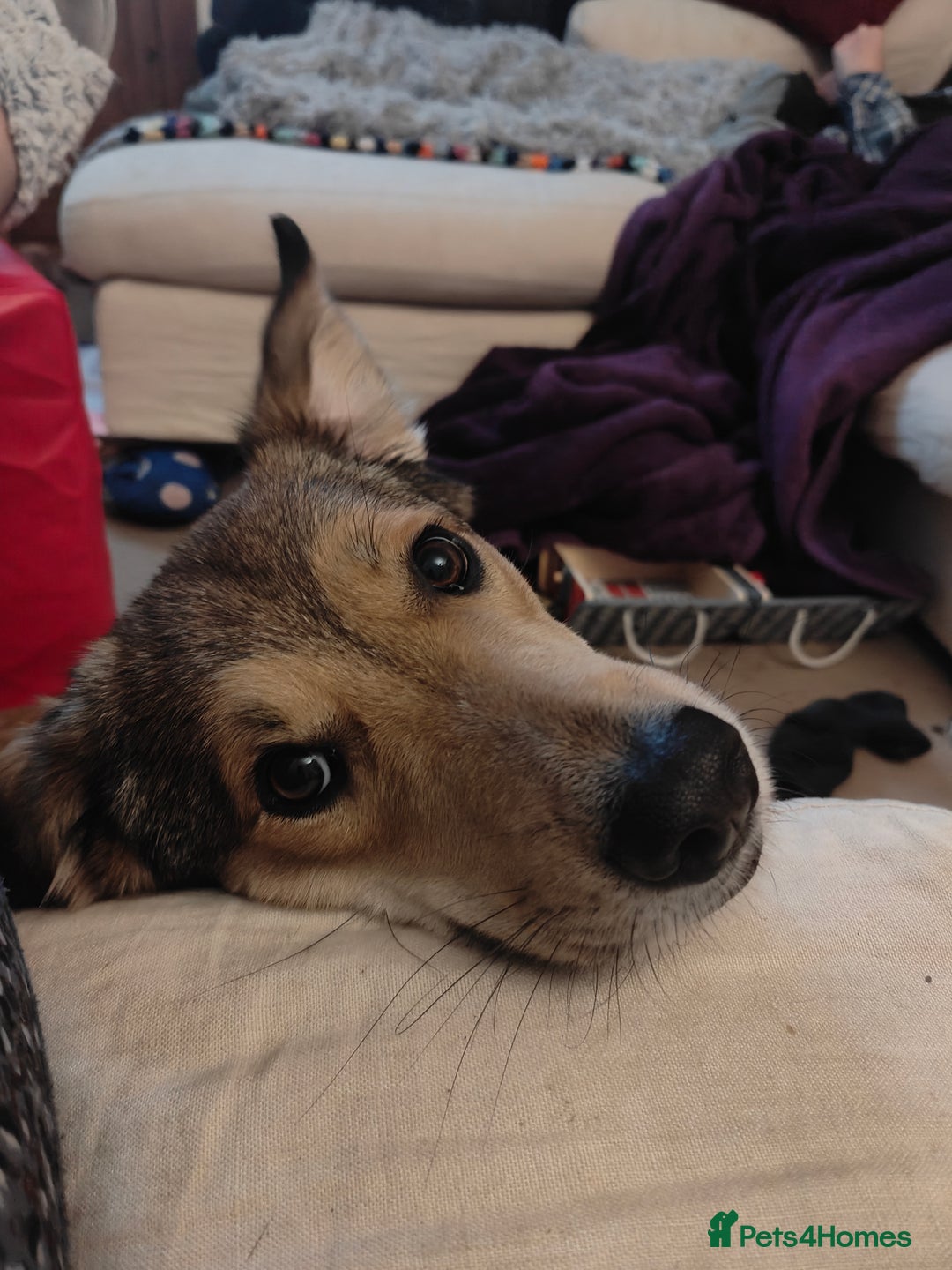 Mixed Breed dogs for sale: Medium sized spayed female 5 years old - Image 1